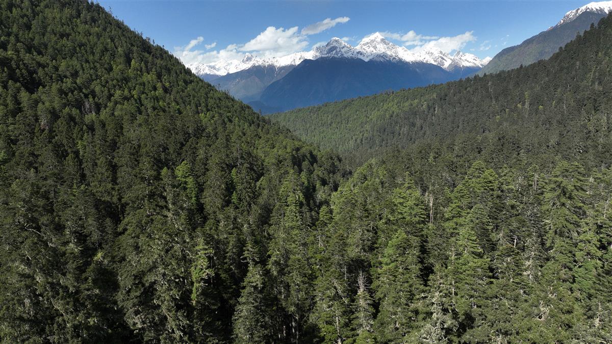 雅鲁藏布江下游区域拥有中国最完整的原始森林.JPG