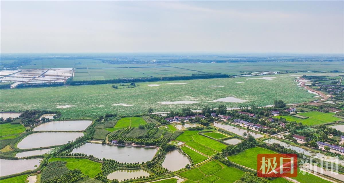 夏日的湖北荆州菱角湖国家湿地公园一景，湿地公园对岸是湖北宜昌枝江市。（通讯员 杨协兵 摄）.jpg