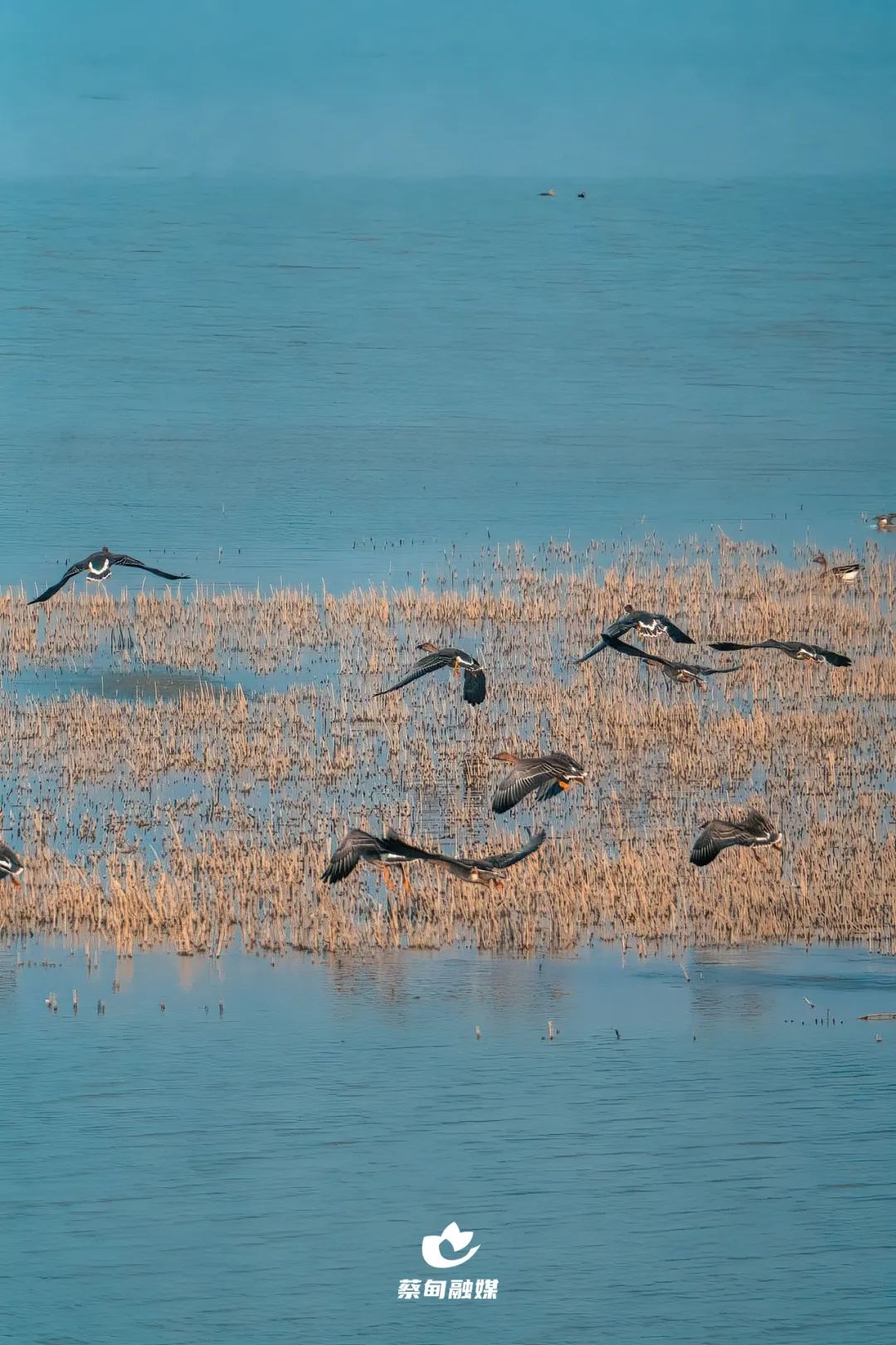 沉湖湿地鸟群风光