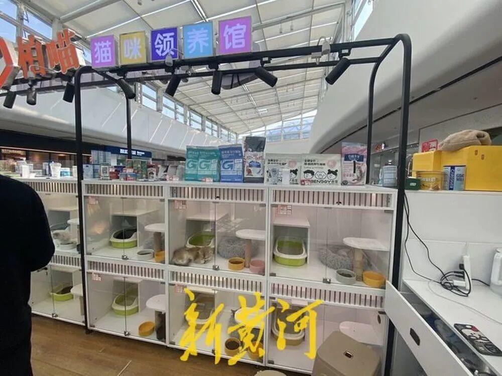 免费领养一只猫，却背上网贷，记者调查“猫贷”陷阱：商家打着“免费领养”“爱心领养”旗号，利用消费者的善意，诱导其签订分期付款合同_https://www.izongheng.net_快讯_第6张