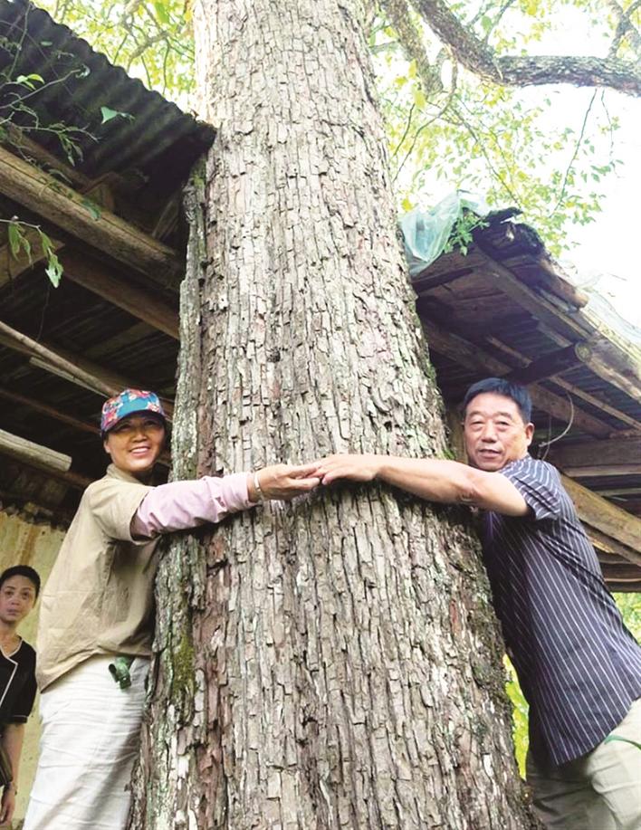 两人才能环抱住古梨树（通讯员供图）