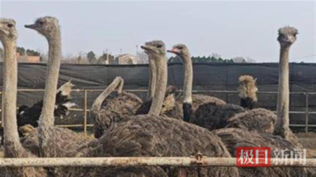 鸵鸟养殖基地。