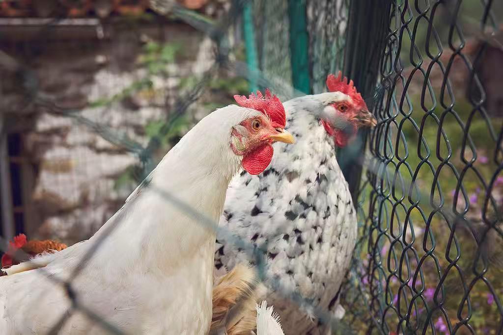 日本首都圈确认爆发高致病性禽流感疫情