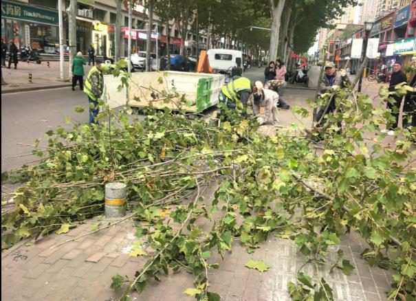 白沙五路倒树清理.png