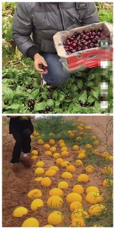 农产品带货视频中菜地里的车厘子、无藤的哈密瓜（网店视频截图） 