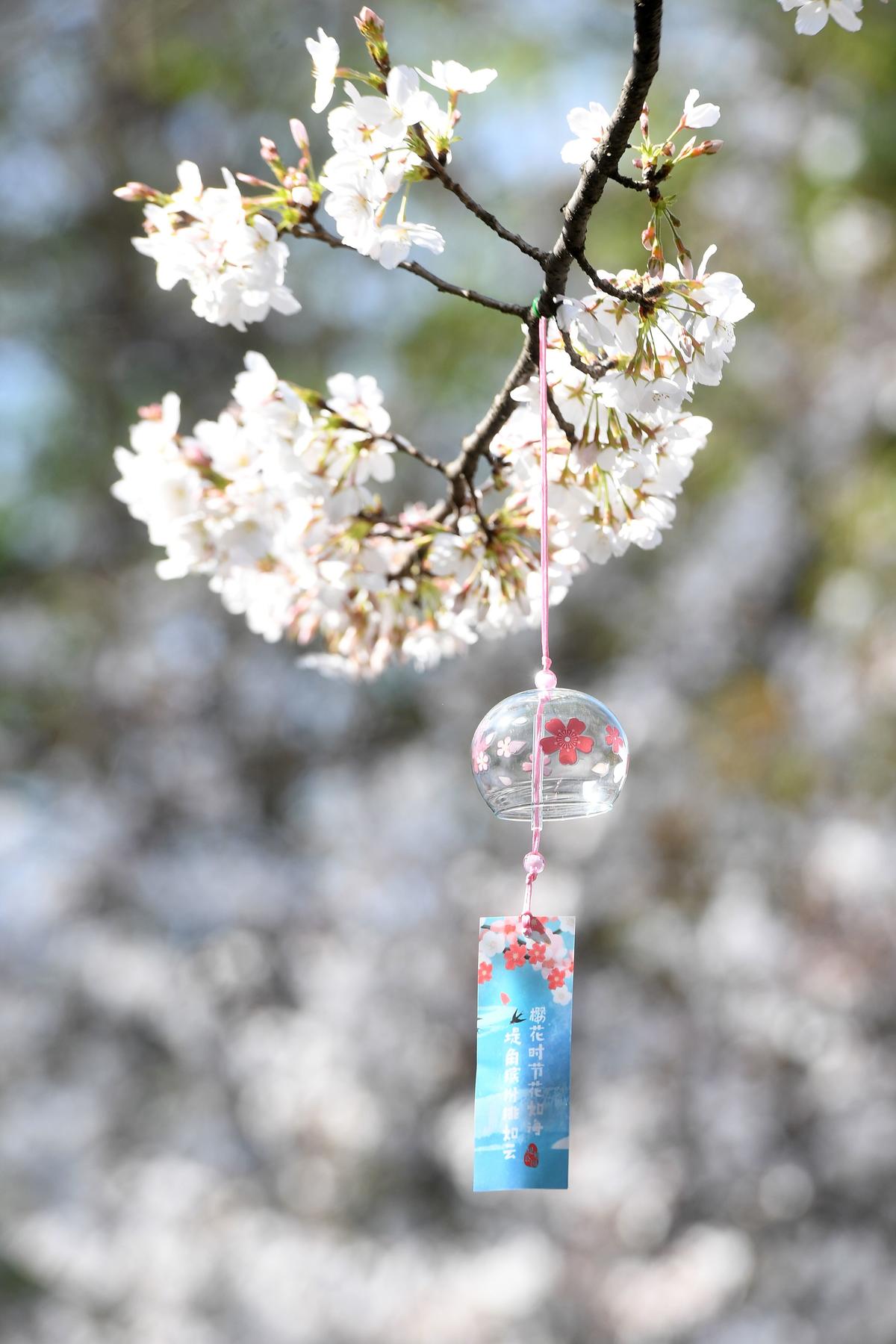 堤角公园樱花树上挂着小风铃