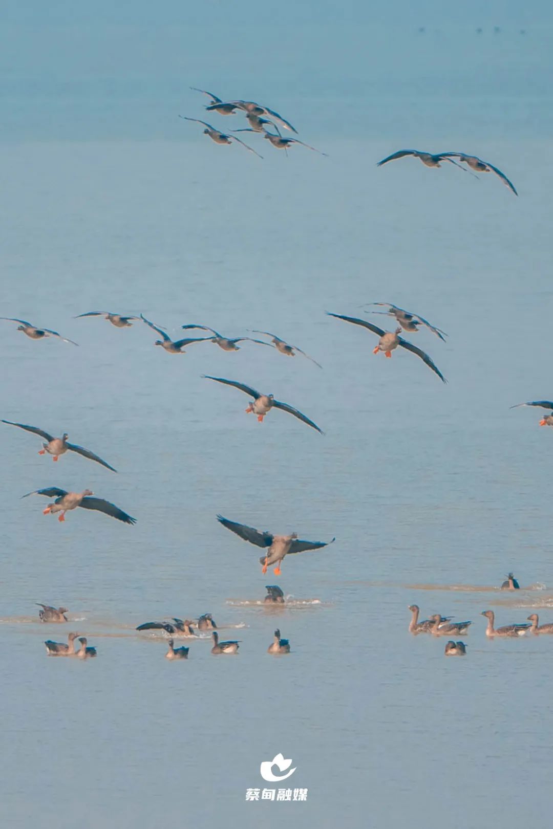 沉湖湿地鸟群风光