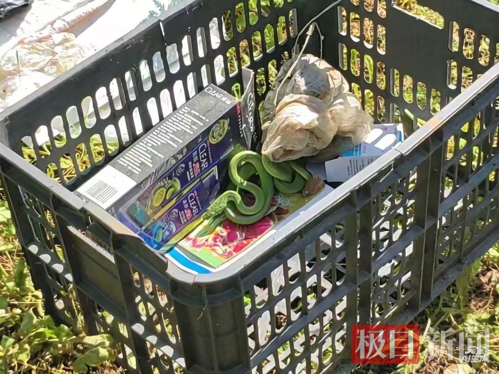蛇.jpg