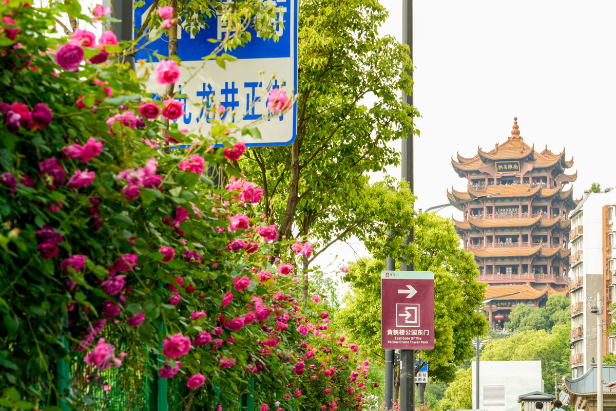 道路月季花 (14).jpg