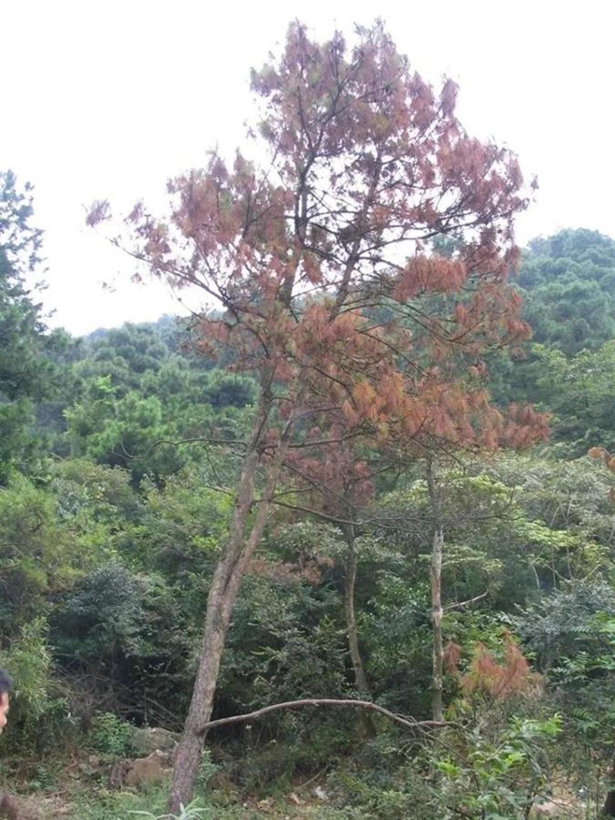 枯死的松树e.jpeg