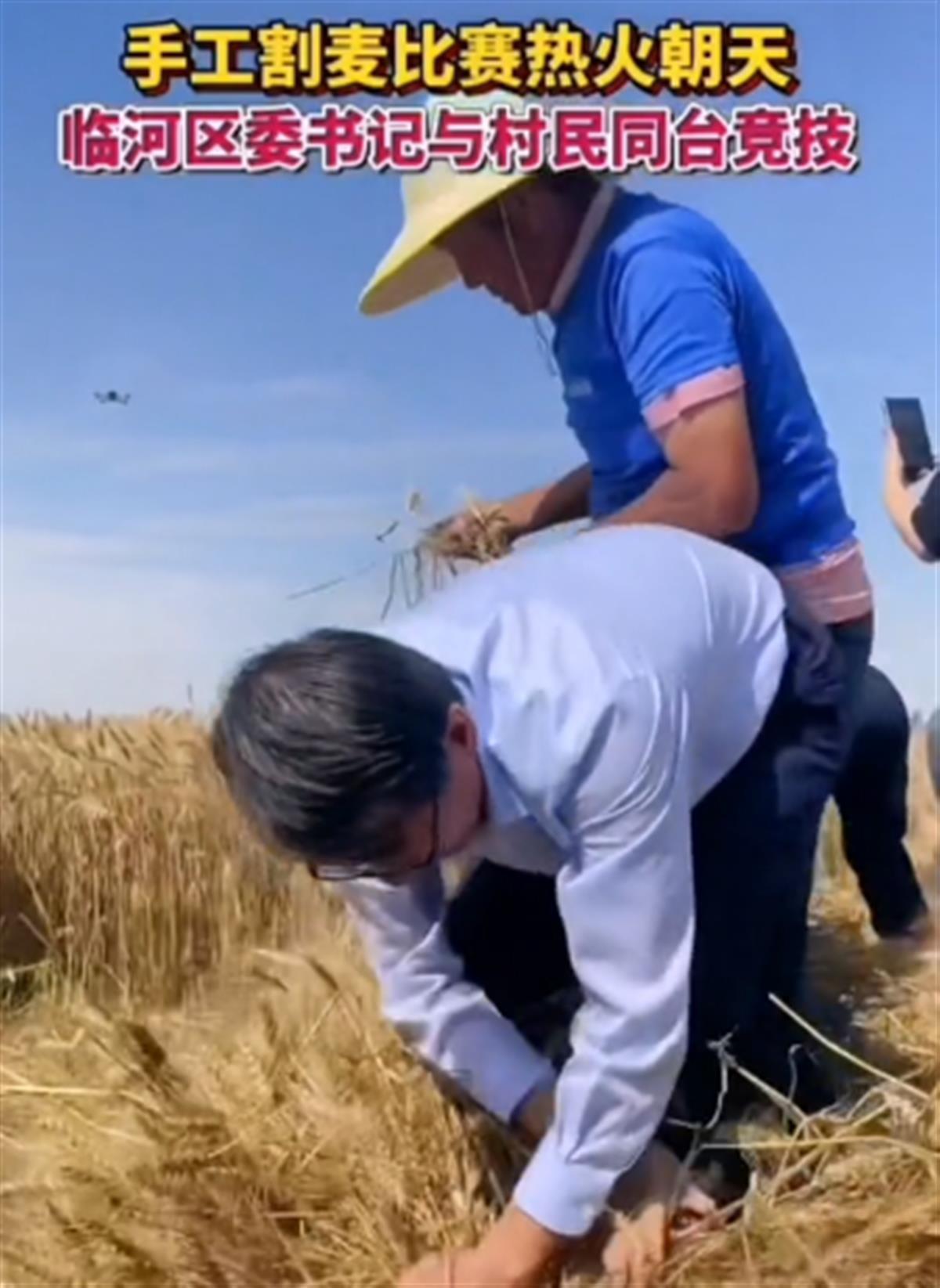 A区委书记与村民比赛手工割麦子.png