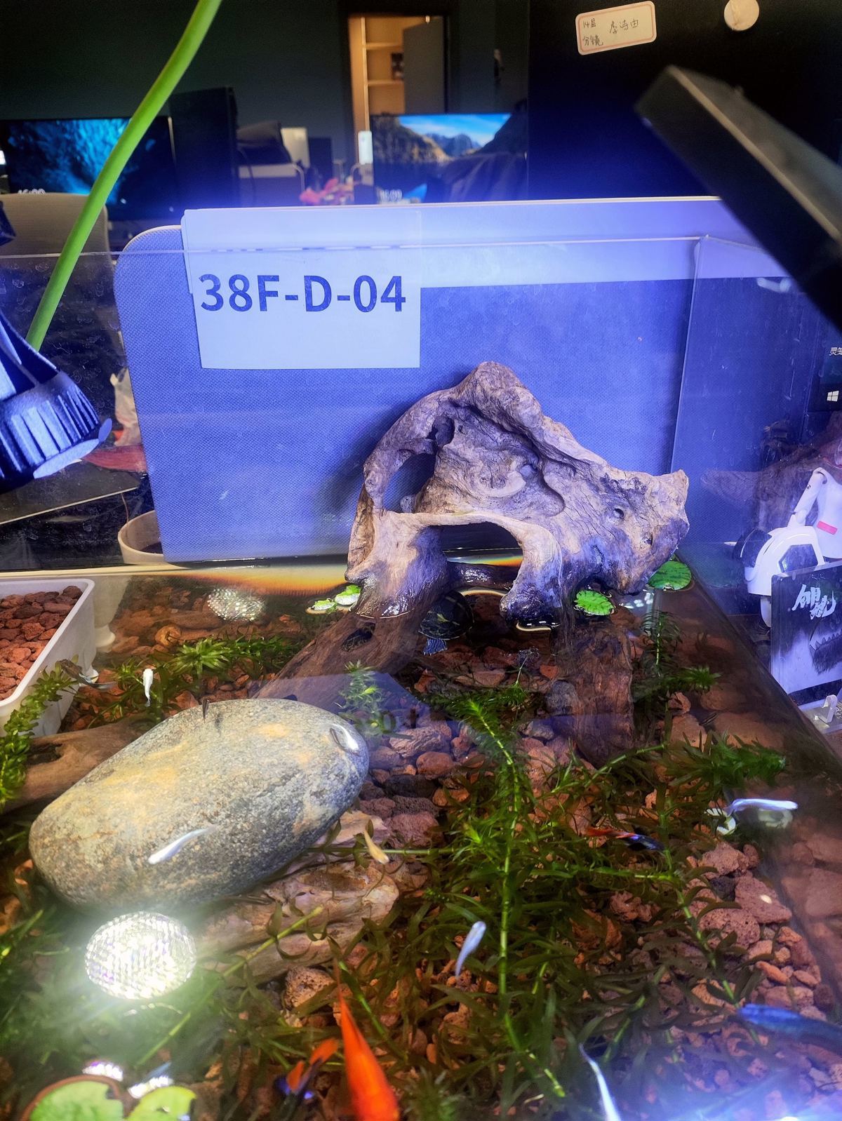 鱼缸.jpg