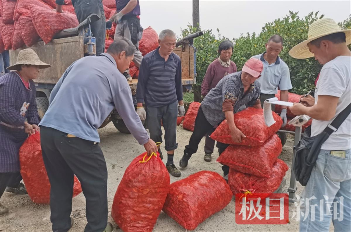 黄栀子喜迎丰收，农民忙采“致富果”