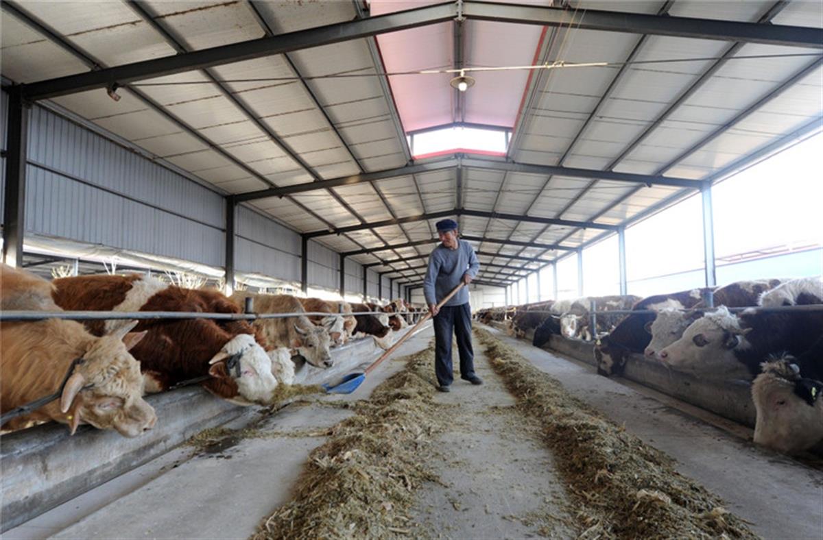 阳信县的肉牛养殖产业(图源:中国政府网).jpg 阳信县的肉牛养殖产业(图源:中国政府网).jpg