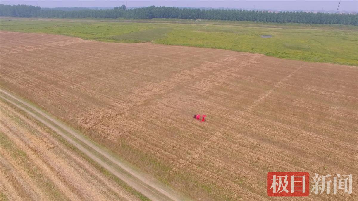 武汉新洲邾城百亩麦田引得市民打卡