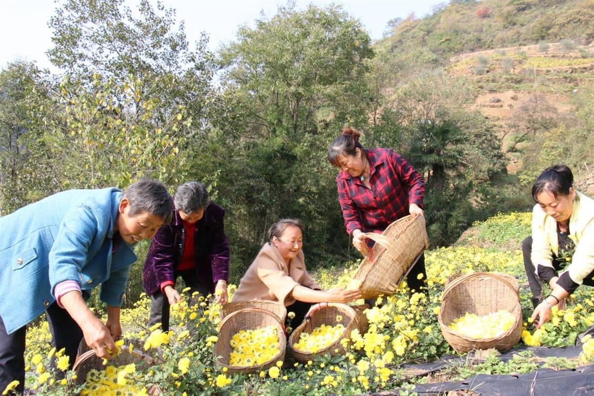 郧西汉江河畔200亩茶菊盛放开出致富花