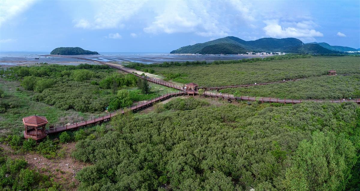 广东阳江马爹利红树林生态系统保护项目