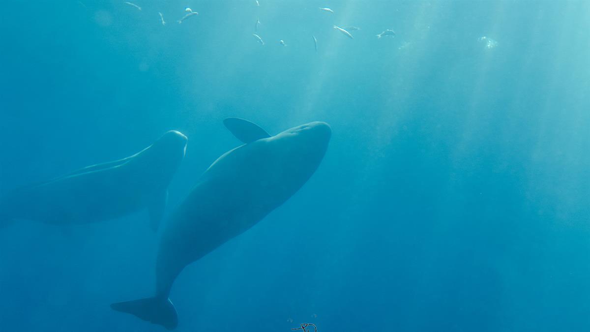 图片 6  母子江豚.png