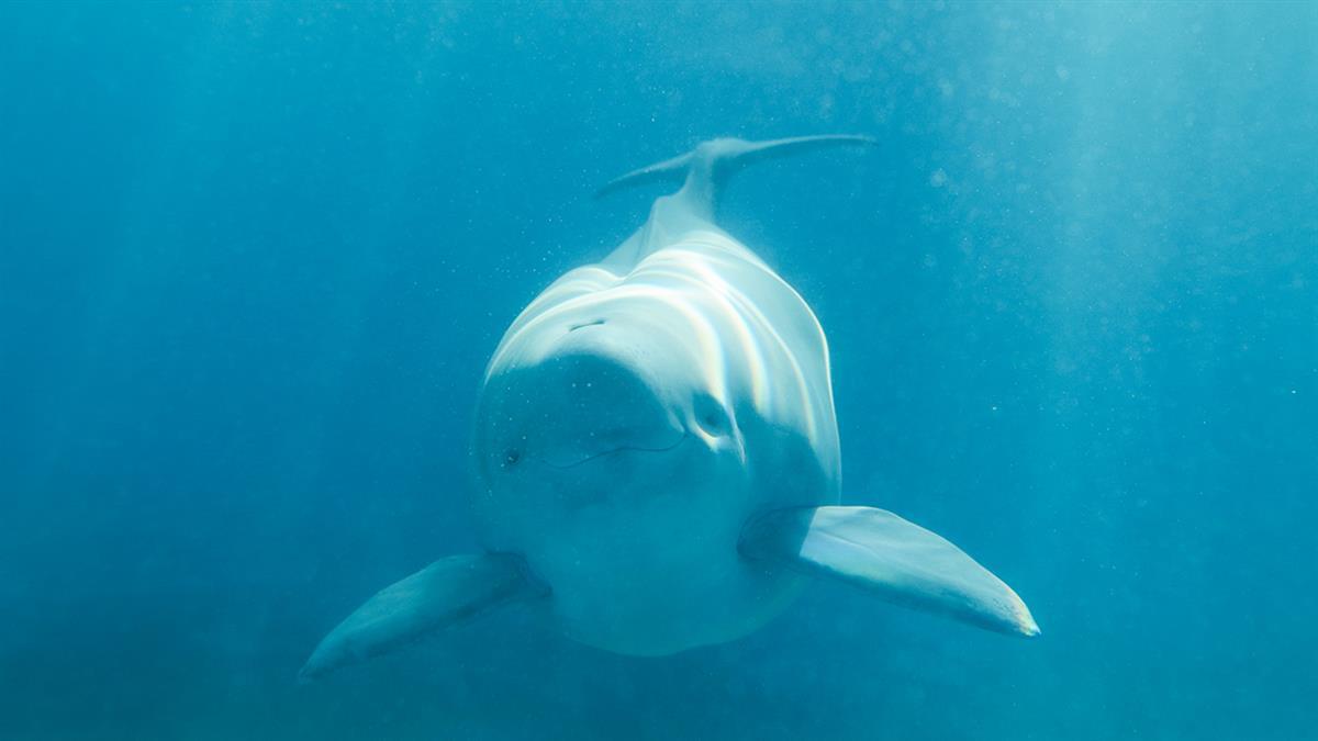 图片 4  2022年10月，组织全网为第二代长江江豚“YYc”征名，确定名字为“汉宝”.png