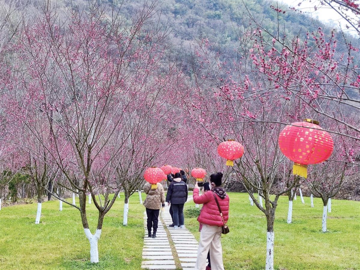 在竹山太和梅花谷景区，盛开的红梅吸引了很多游客。.png
