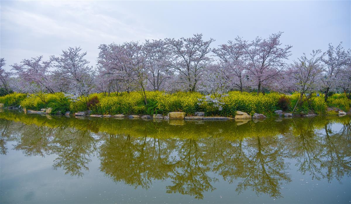 3月29日，湖北省荆门市沙洋县曾集镇樱花部落风光    。.jpg