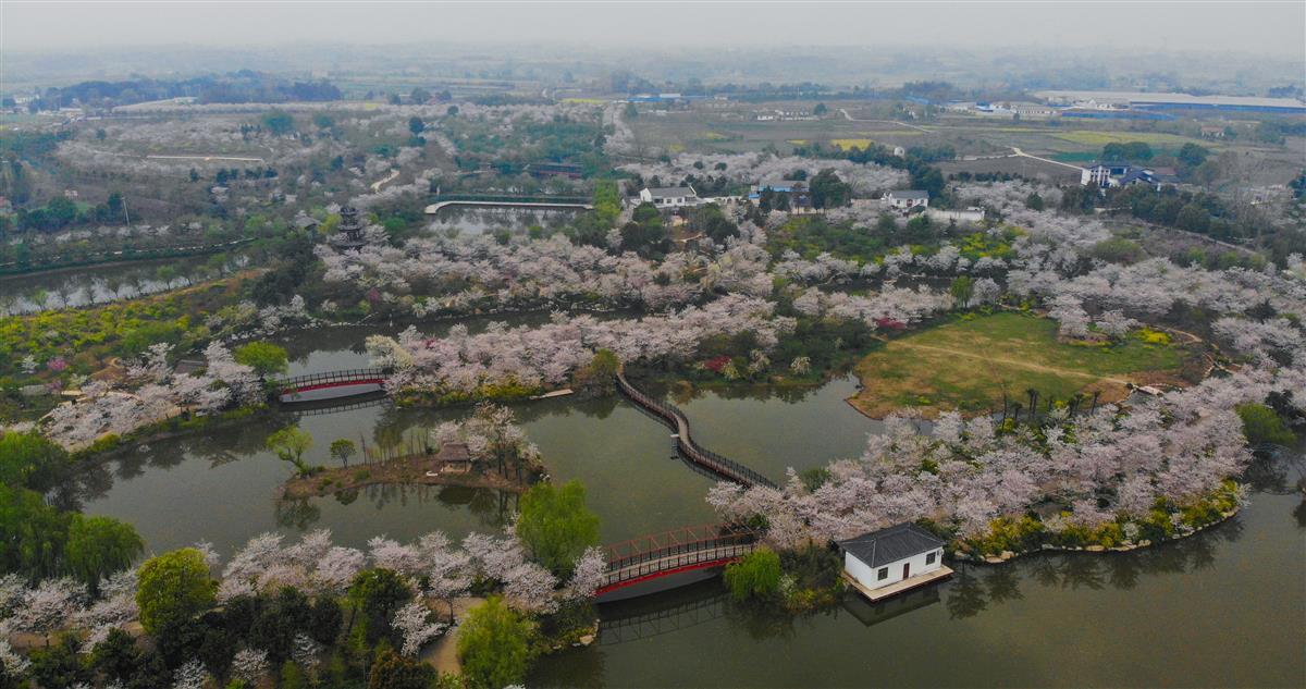 3月29日，湖北省荆门市沙洋县曾集镇樱花部落风光 。.jpg