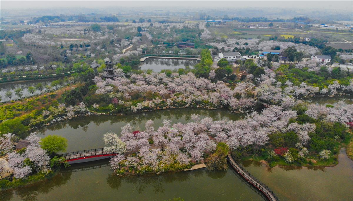 3月29日，湖北省荆门市沙洋县曾集镇樱花部落风光。.jpg