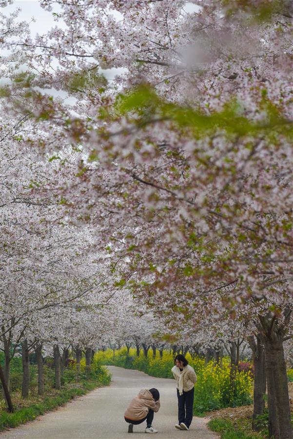 3月29日，游客在湖北省荆门市沙洋县曾集镇樱花部游玩 。.jpg