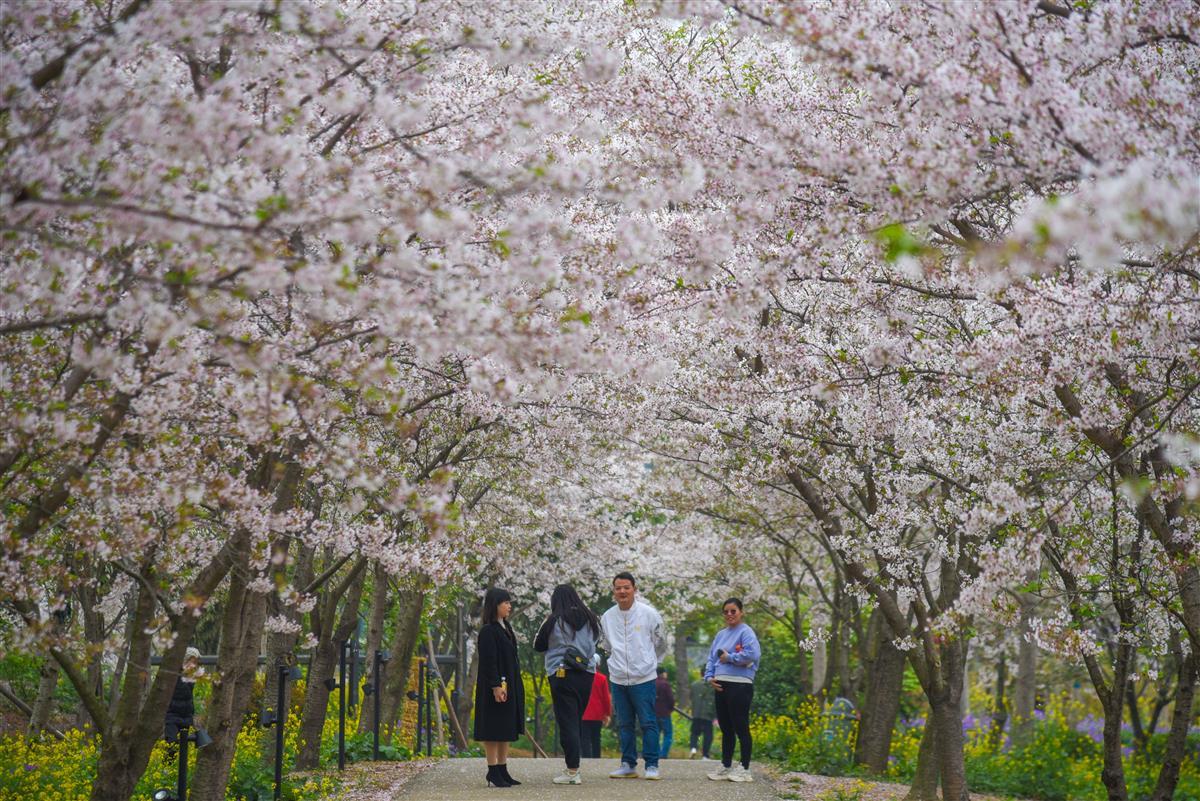 3月29日，游客在湖北省荆门市沙洋县曾集镇樱花部游玩。 (2).jpg