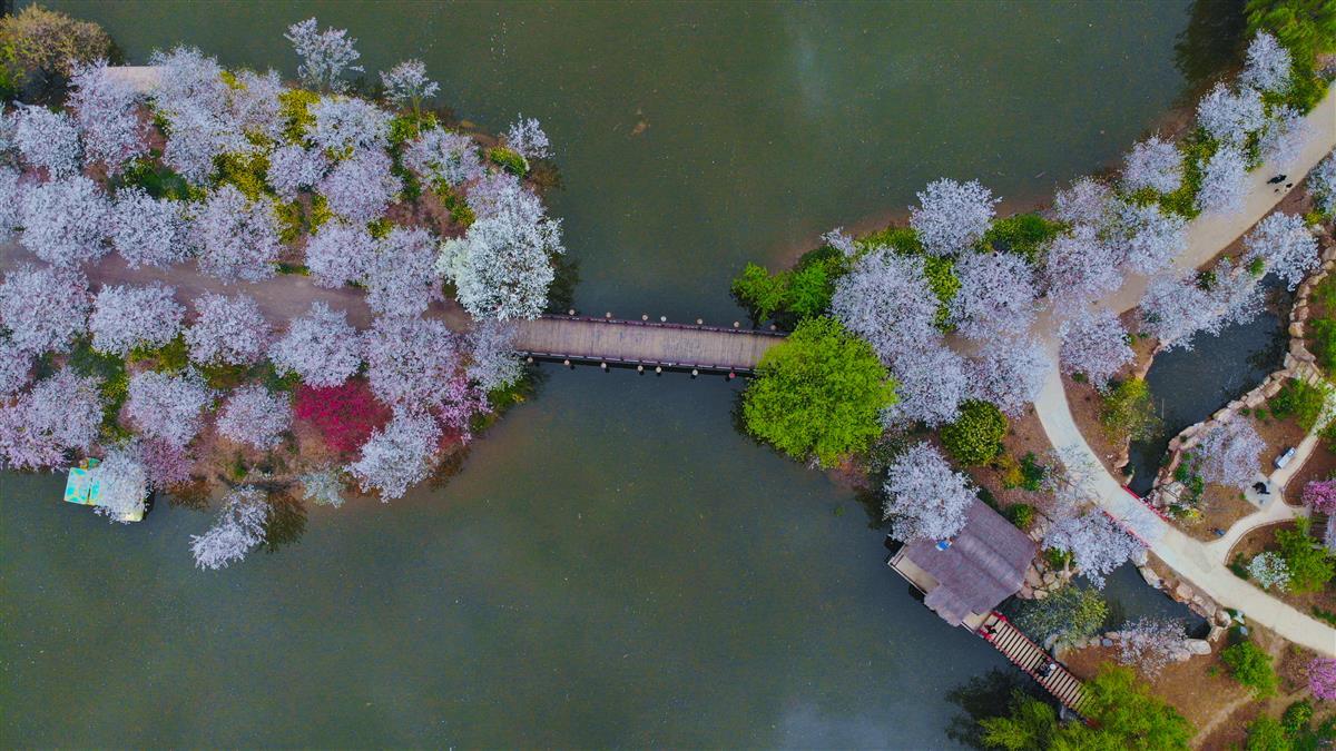 3月29日，湖北省荆门市沙洋县曾集镇樱花部落风光  。.jpg