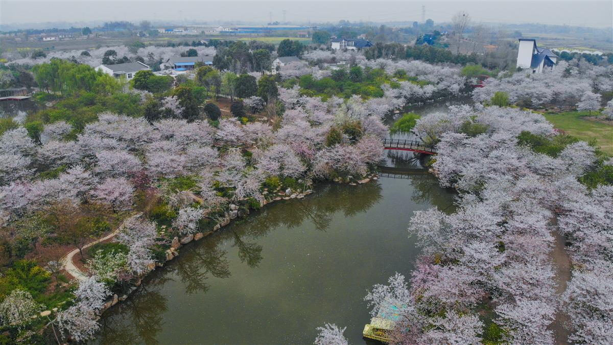 3月29日，湖北省荆门市沙洋县曾集镇樱花部落风光   。.jpg