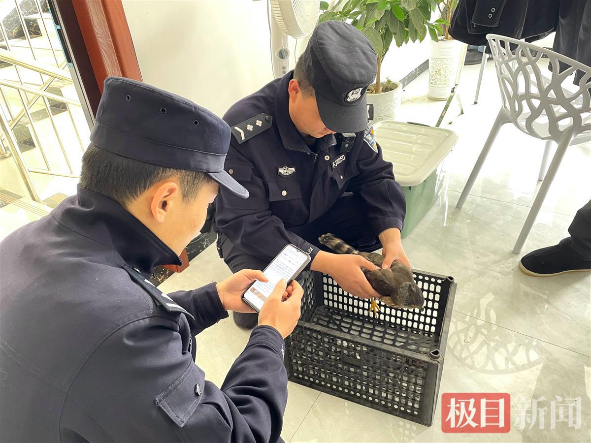 图1：民警在救助苍鹰幼鸟。.jpg
