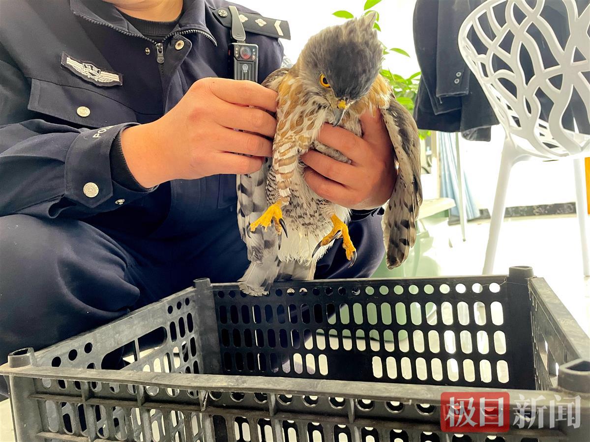 图2：民警在救助苍鹰幼鸟。.jpg