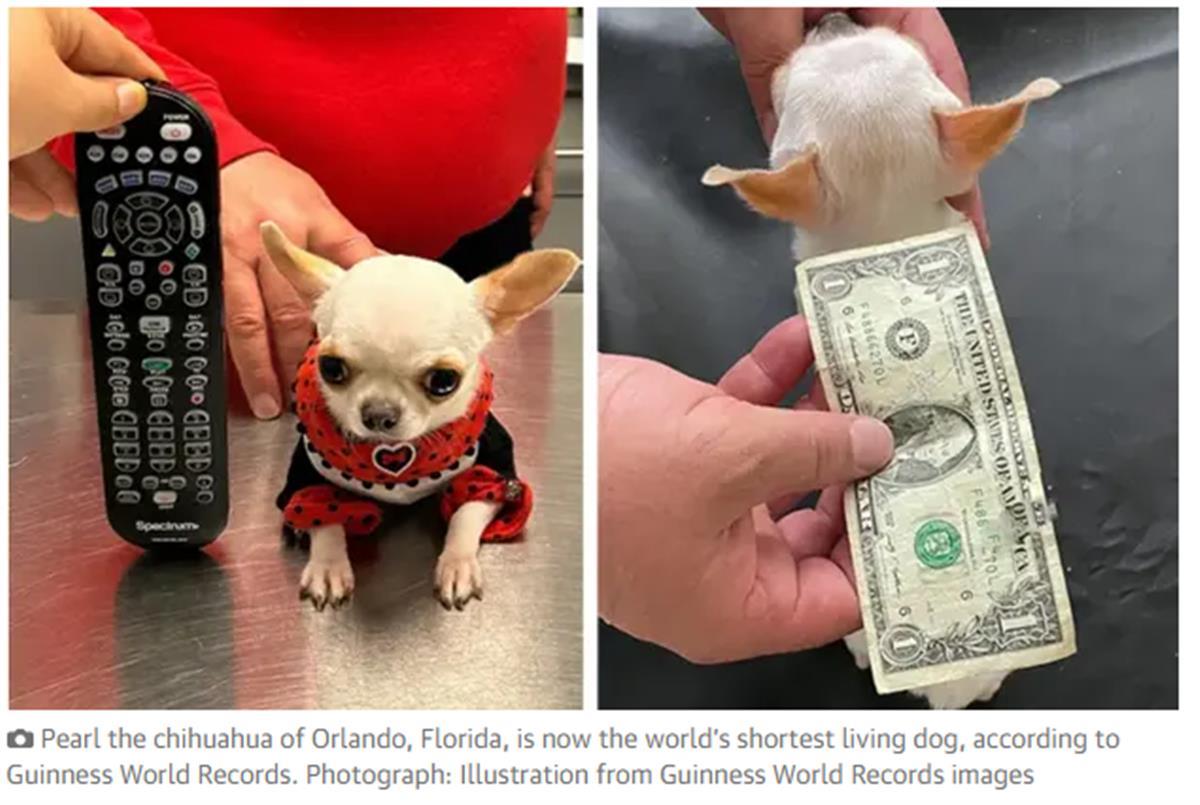 报道截图 最小的狗.png