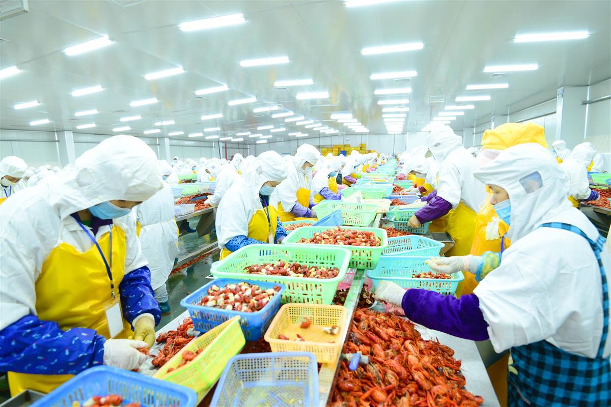 小龙虾深加工生产线，工人在忙碌。 （资料图）.JPG