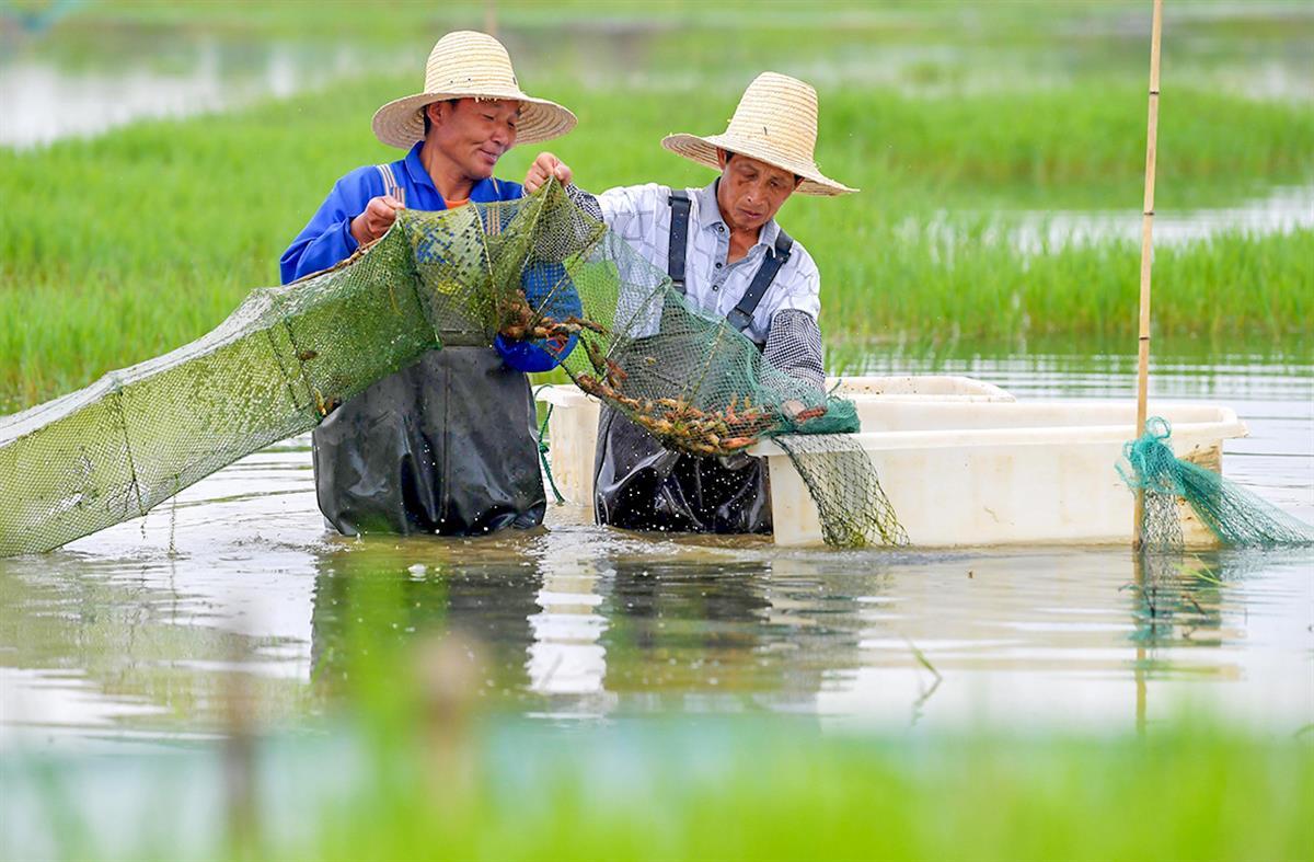 养殖户采收龙虾。（资料图）.jpg