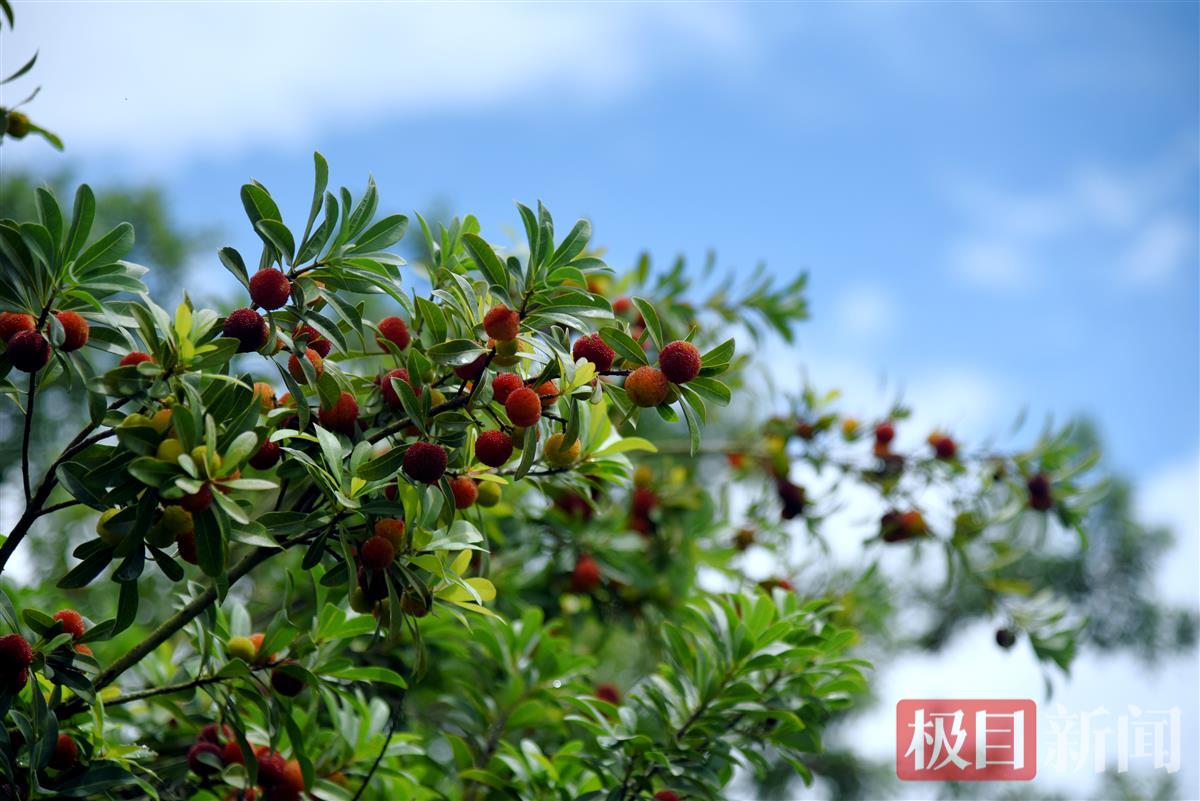 杨梅0603 (4).jpg 杨梅0603 (4).jpg