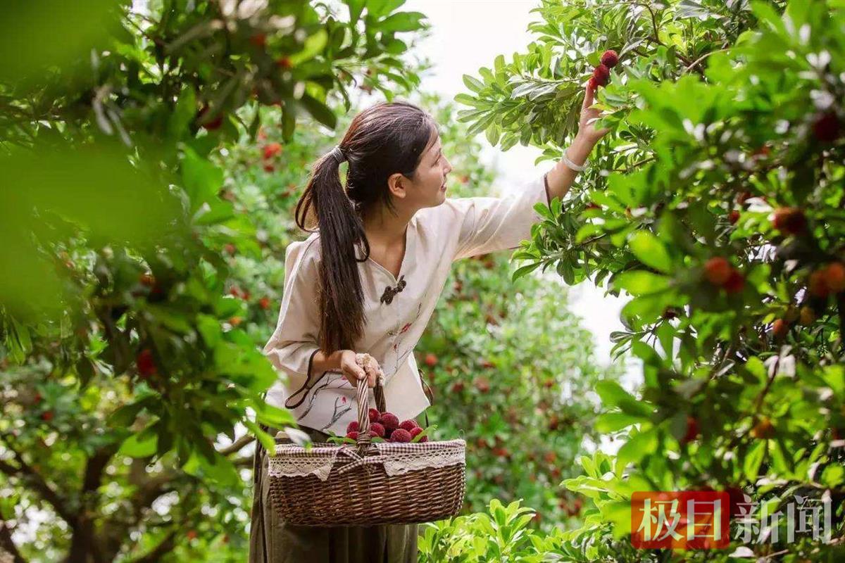 采杨梅.jpg 采杨梅.jpg