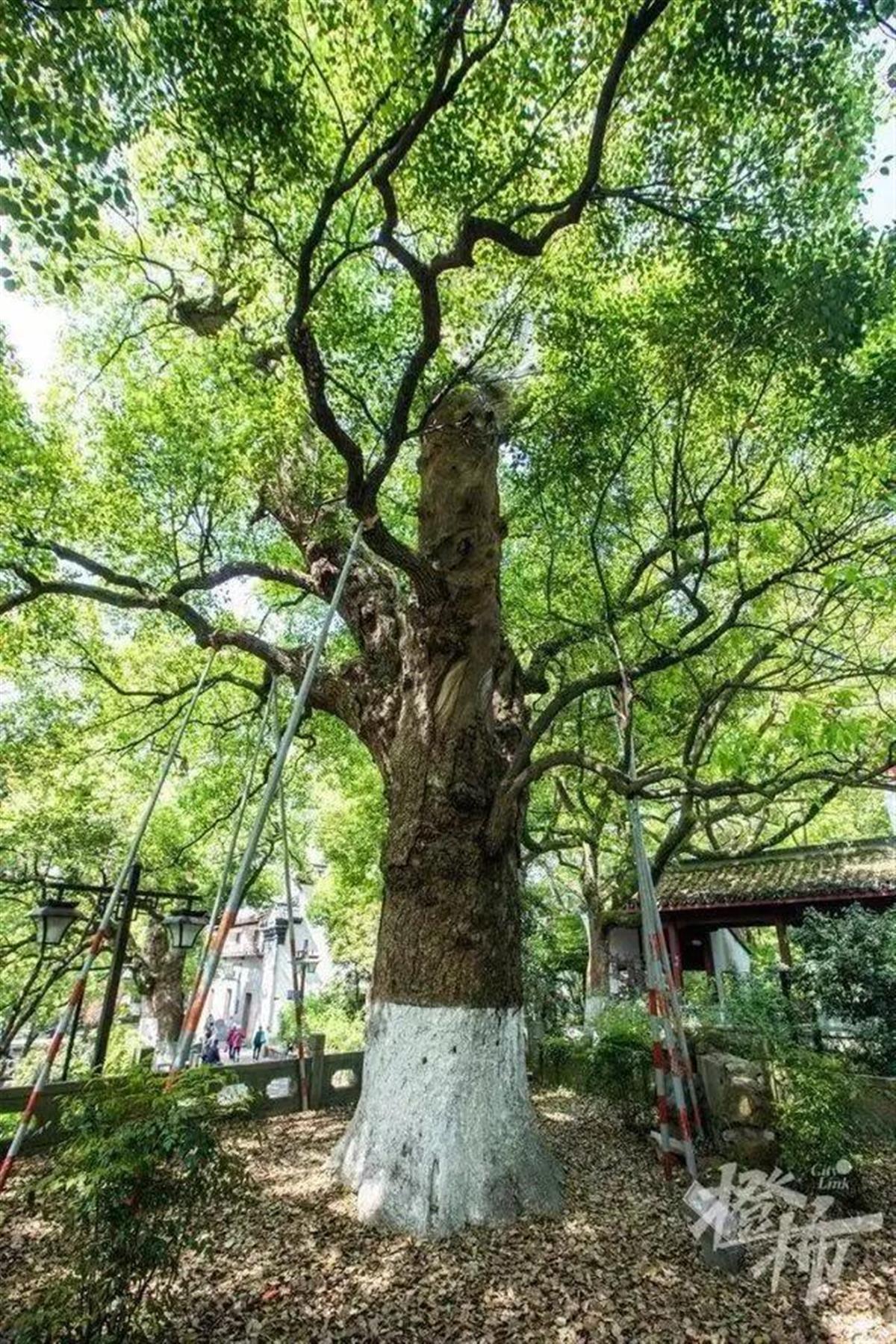 Ａ外婆捐１０００万.jpg