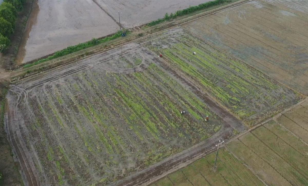 无人机撒播后的水稻田（通讯员供图）.jpg