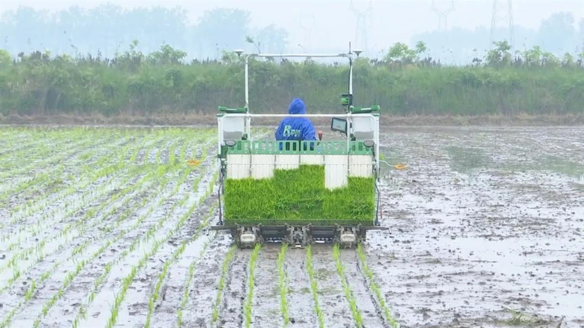 插秧机在江陵县普济镇的水田中插播秧苗（通讯员供图）.jpg