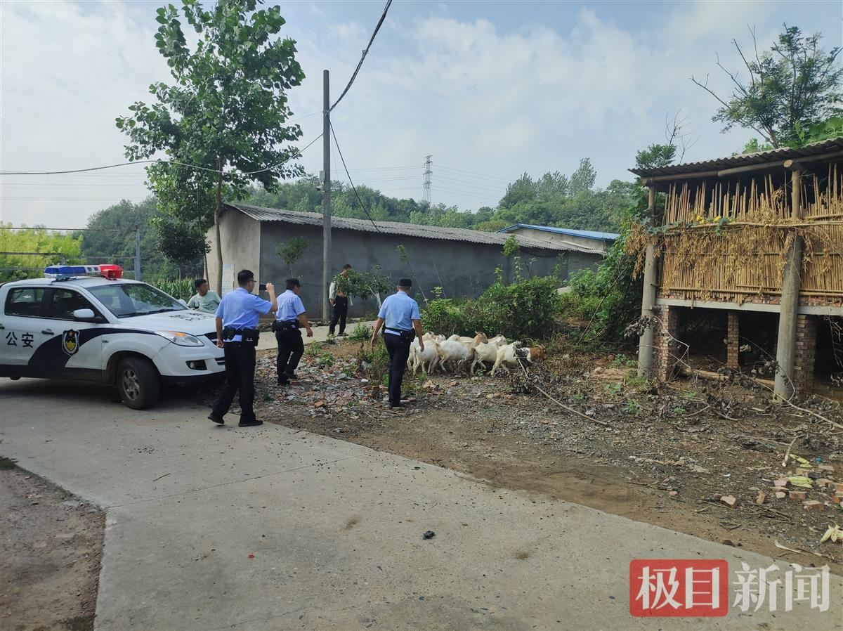 图为民警找回羊群现场。.jpg