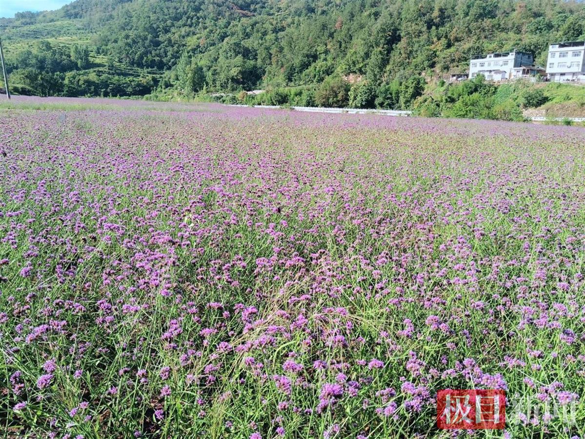 紫色花海.png