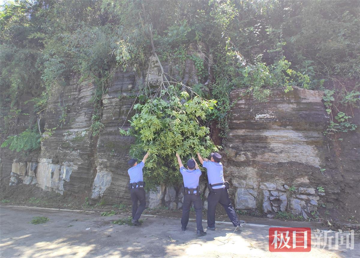 图4:民警在清除倒伏树木。.jpg