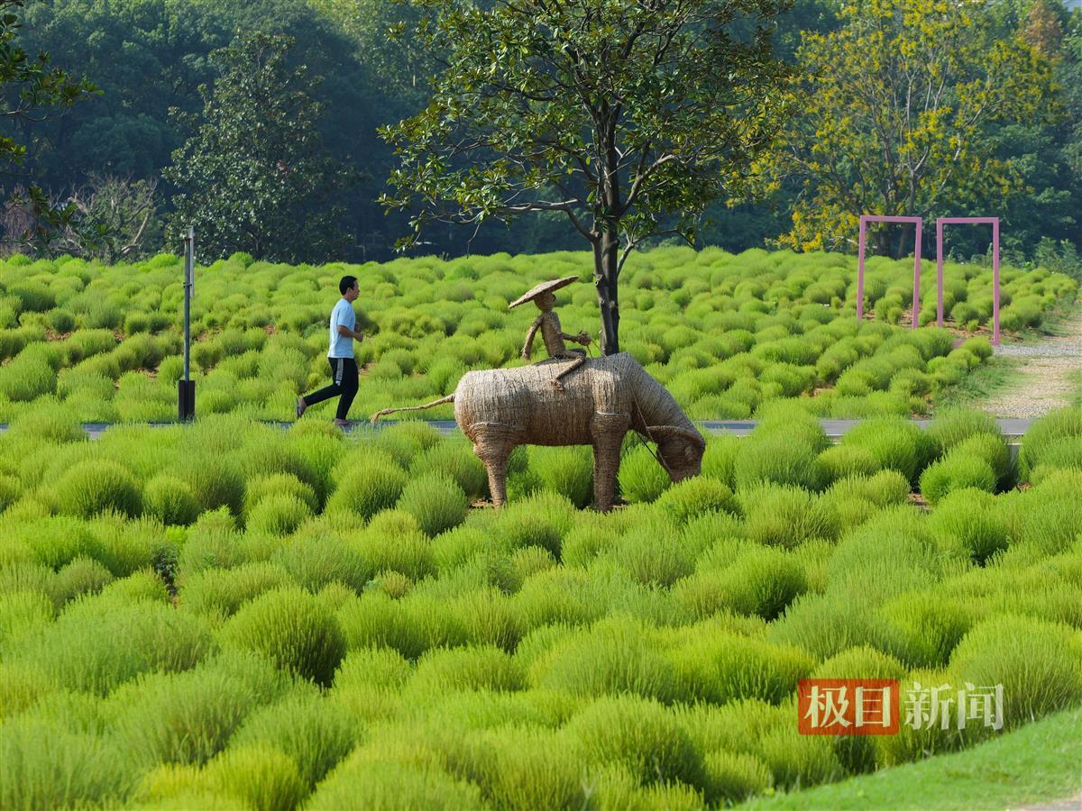 地肤草花海 宋枕涛摄.jpg