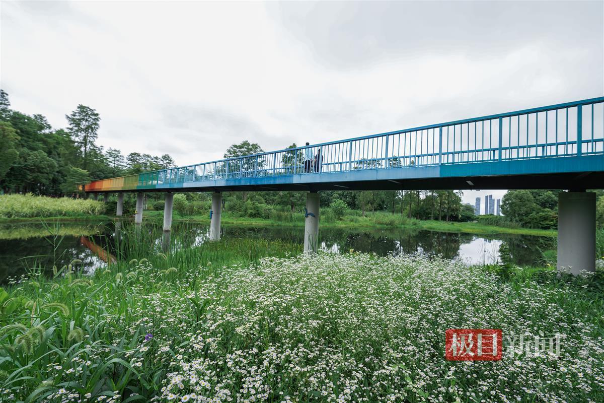 华侨城生态湿地公园 王永胜摄.JPG