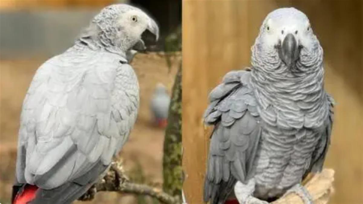 惹祸鹦鹉.png 惹祸鹦鹉.png