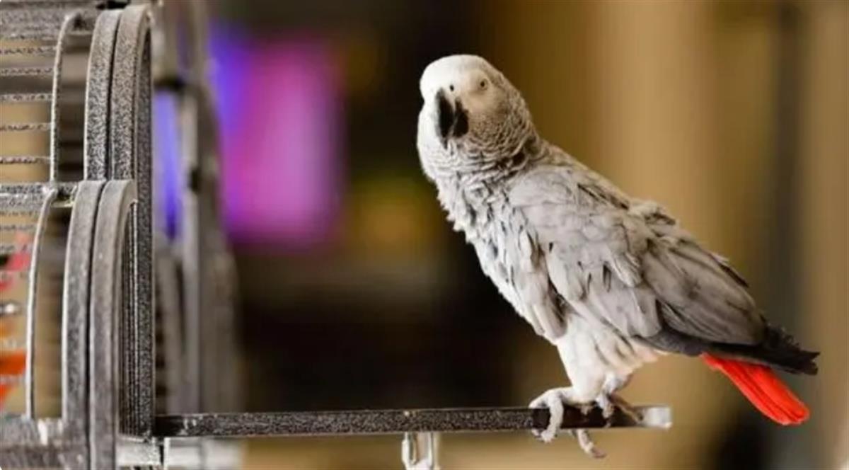 惹祸鹦鹉2.png 惹祸鹦鹉2.png