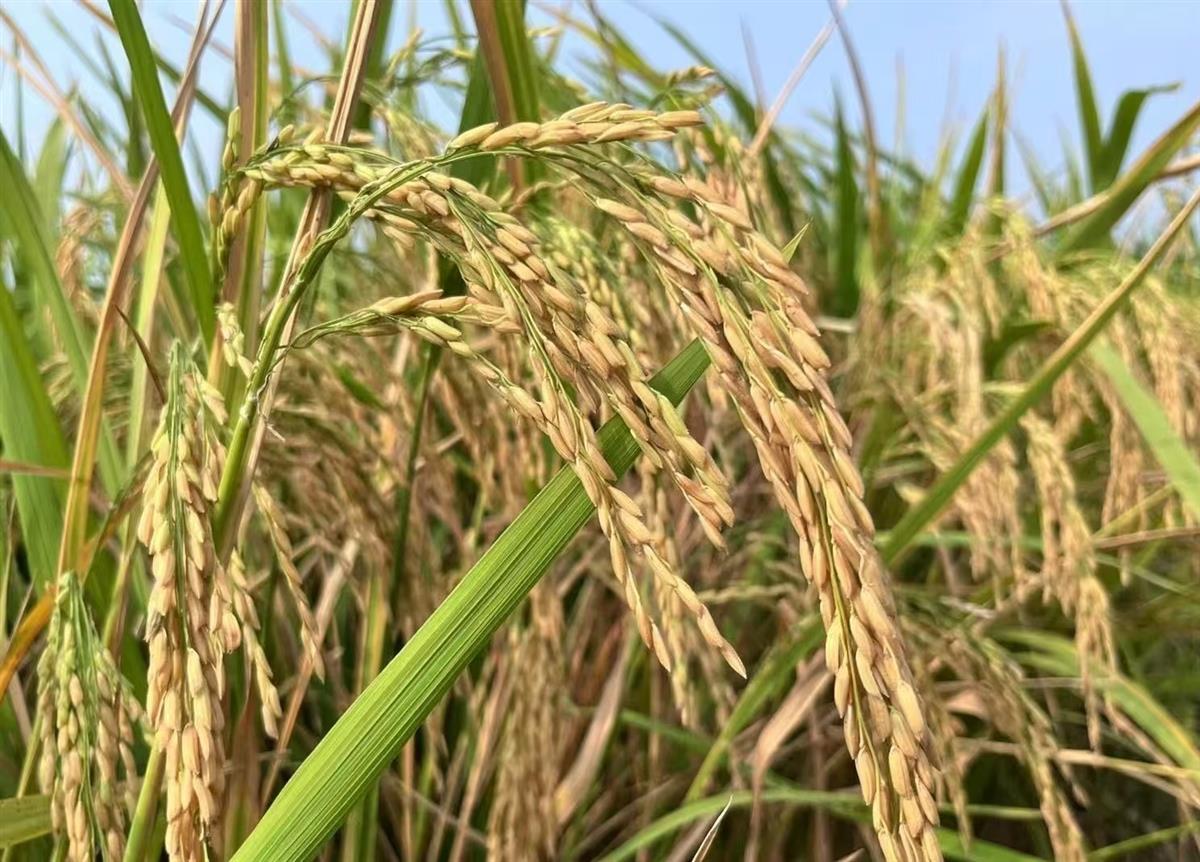 微信图片_20240905163331.jpg 微信图片_20240905163331.jpg