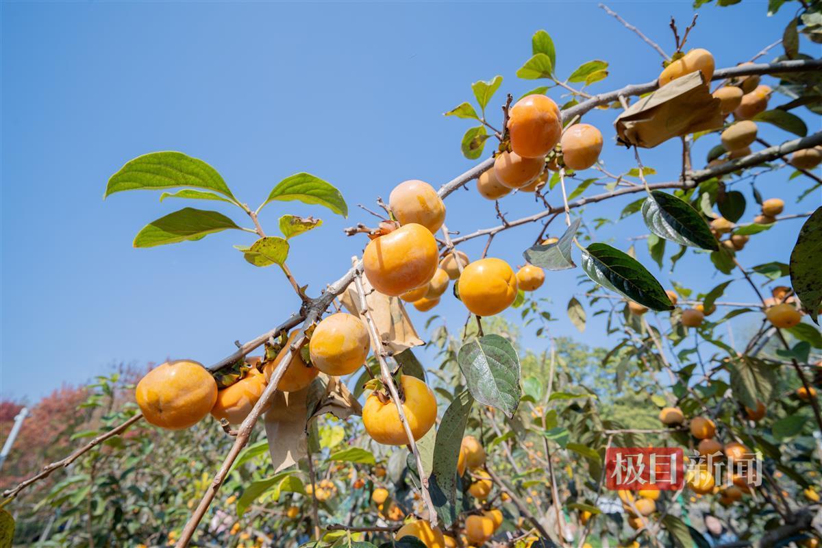 柿子挂满枝头(学通社记者 高言曦 摄).jpg 柿子挂满枝头(学通社记者 高言曦 摄).jpg